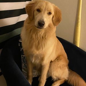 Meet your Posher, Iris